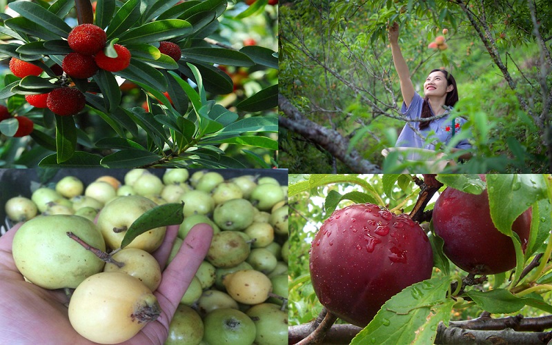 Khám phá Sapa mờ sương bằng xe điện du lịch